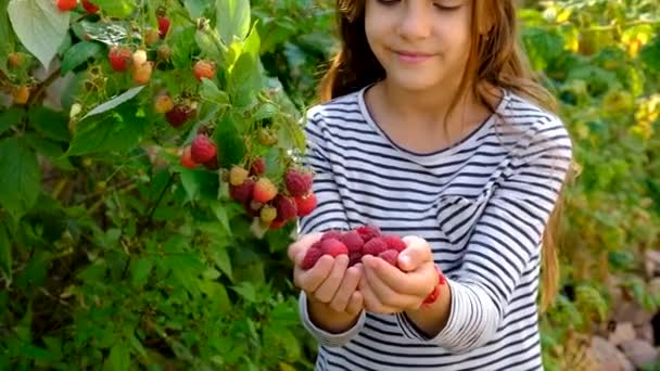 Copil Recoltează Zmeură Grădină Concentrare Selectivă Kid — Videoclip de stoc