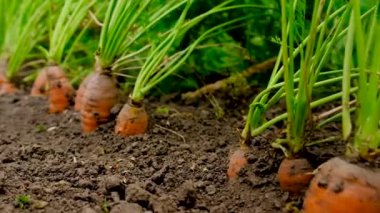 Havuçlar bahçede yetişir. Seçici odaklanma. Yiyecek..