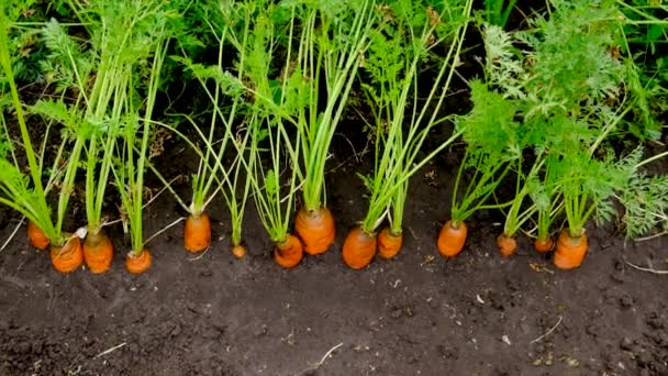 ニンジンは庭で成長します 選択的フォーカス 食べ物 — ストック動画