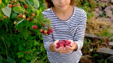 Bir çocuk bahçede ahududu topluyor. Seçici odaklanma. Çocuk.