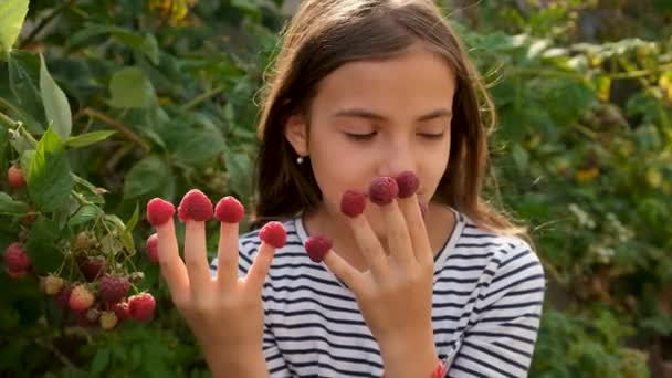 Child Harvests Raspberries Garden Selective Focus Kid — Stock Video