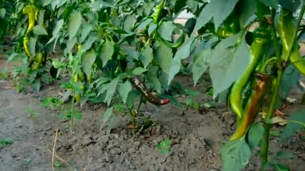 Ζεστές Πιπεριές Τσίλι Στον Κήπο Επιλεκτική Εστίαση Τρόφιμα — Αρχείο Βίντεο