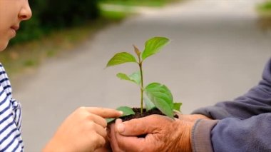The child and grandmother are planting a tree. Selective focus. Kid.