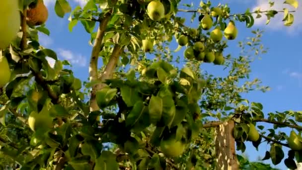 Αχλάδια Φυτρώνουν Ένα Δέντρο Στον Κήπο Επιλεκτική Εστίαση Τρόφιμα — Αρχείο Βίντεο