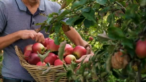 Samiec Farmera Zbiera Jabłka Wybiórcze Skupienie Żywność — Wideo stockowe