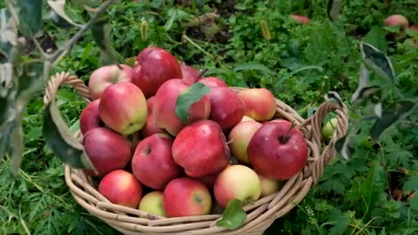Bahçede Elma Hasadı Seçici Odaklanma Yiyecek — Stok video