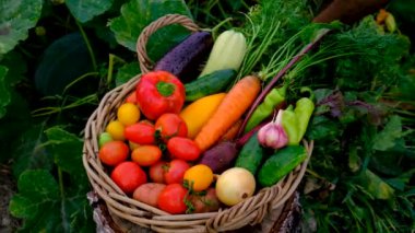 Male farmer harvesting vegetables in the garden. Selective focus. Food.