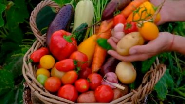 Male farmer harvesting vegetables in the garden. Selective focus. Food.
