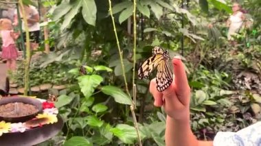 Child holds a butterfly on their hand. Coscinocera hercules. Selective focus. Kid.