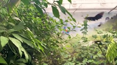 Kelebek çiftliğinde kelebekler uçar. Doğa.