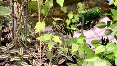 Kelebek çiftliğinde kelebekler uçar. Doğa.