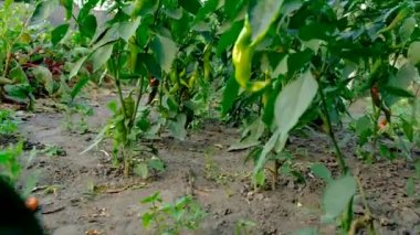 Bahçede acı biber var. Seçici odaklanma. Yiyecek..