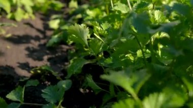 Cilantro bahçede yetişir. Seçici odaklanma. Yiyecek..