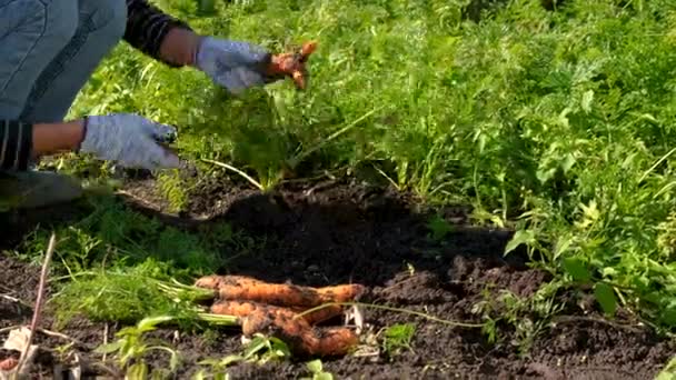 Çiftçi Bahçede Havuç Hasat Ediyor Seçici Odaklanma Yiyecek — Stok video