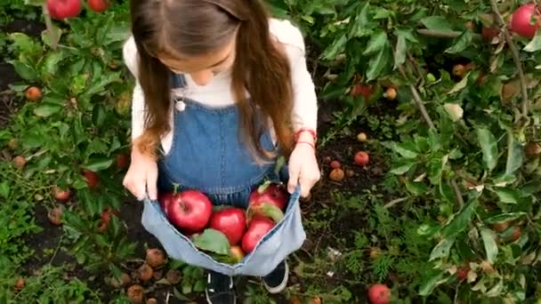 子供は庭でリンゴを摘む 選択的フォーカス 食べ物 — ストック動画