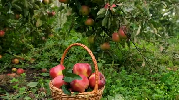庭でのリンゴの収穫 選択的フォーカス 食べ物 — ストック動画