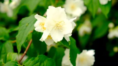 Yasemin çalısı bahçede çiçek açar. Seçici odaklanma. Doğa.