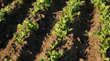 Patates bahçede yetişiyor. Seçici odaklanma. Doğa.