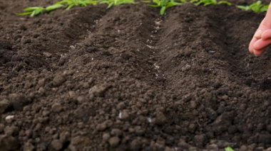 Bir kadın bahçeye tohum ekiyor. Seçici odaklanma. Doğa.