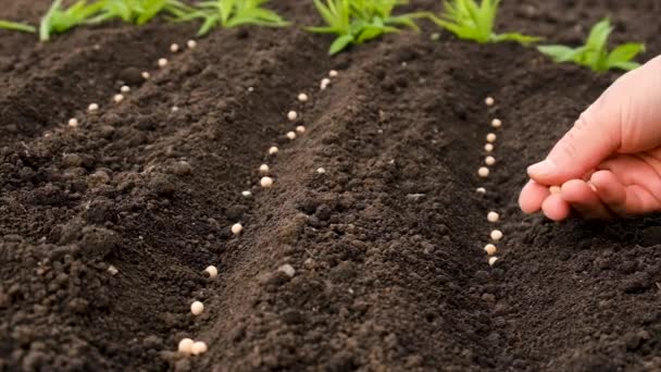 Woman Sows Seeds Garden Selective Focus Nature — Stock Video