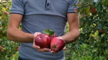 Erkek bir çiftçi elma hasat eder. Seçici odaklanma. Yiyecek..