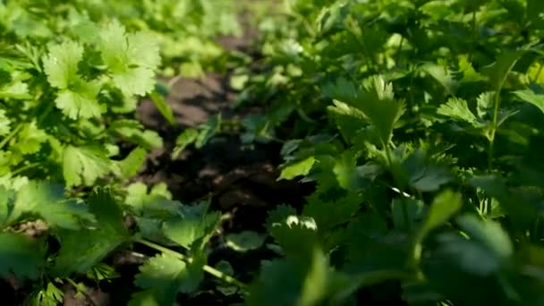 Cilantro Cresce Jardim Foco Seletivo Alimentos — Vídeo de Stock