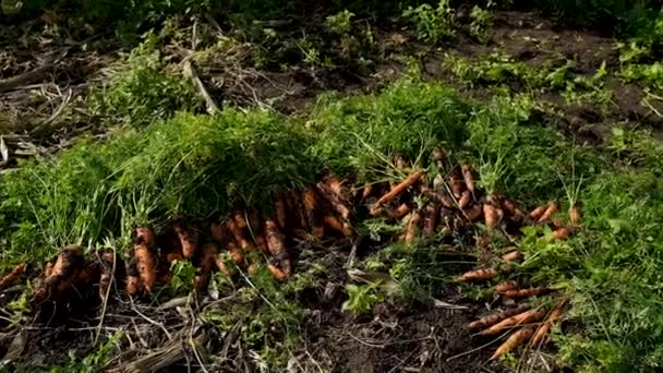 Agricultor Cosecha Zanahorias Jardín Enfoque Selectivo Comida — Vídeos de Stock