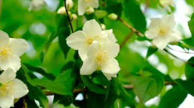 Yasemin çalısı bahçede çiçek açar. Seçici odaklanma. Doğa.