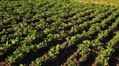 Patates bahçede yetişiyor. Seçici odaklanma. Doğa.