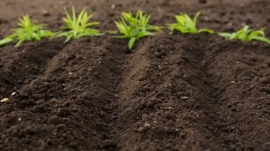 Bir kadın bahçeye tohum ekiyor. Seçici odaklanma. Doğa.