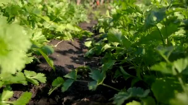 Cilantro Bahçede Yetişir Seçici Odaklanma Yiyecek — Stok video