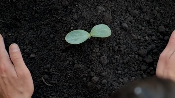 Egy Férfi Növényt Ültet Kertbe Szelektív Fókusz Természet — Stock videók