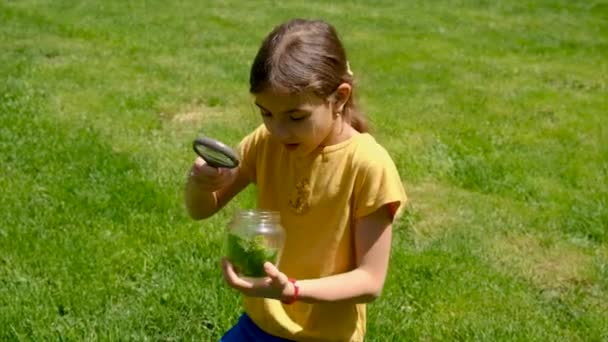 Ett Barn Utforskar Naturen Med Ett Förstoringsglas Burk Selektivt Fokus — Stockvideo
