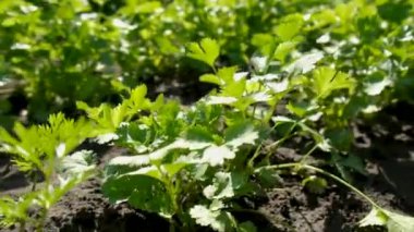 Cilantro bahçede yetişir. Seçici odaklanma. Yiyecek..