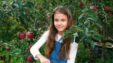Çocuk bahçede elma topluyor. Seçici odaklanma. Yiyecek..