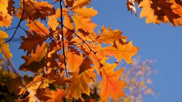 Podzimní Strom Žlutými Listy Selektivní Soustředění Nature — Stock video