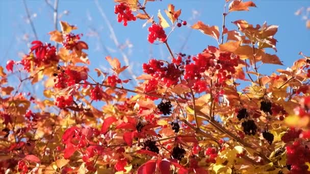 Viburnum Stromě Podzim Selektivní Soustředění Nature — Stock video