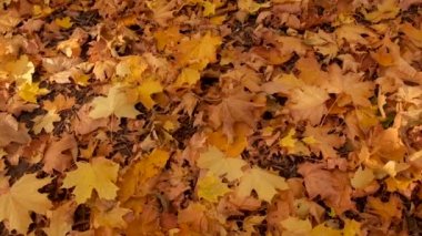 Sonbaharda bir çocuk sarı yapraklarla birlikte yürür. Seçici odaklanma. Doğa.