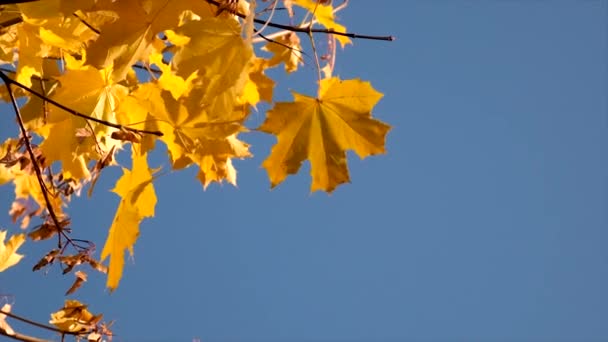 Herbstbaum Mit Gelben Blättern Selektiver Fokus Natur — Stockvideo