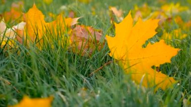 Sonbaharda bir çocuk sarı yapraklarla birlikte yürür. Seçici odaklanma. Doğa.