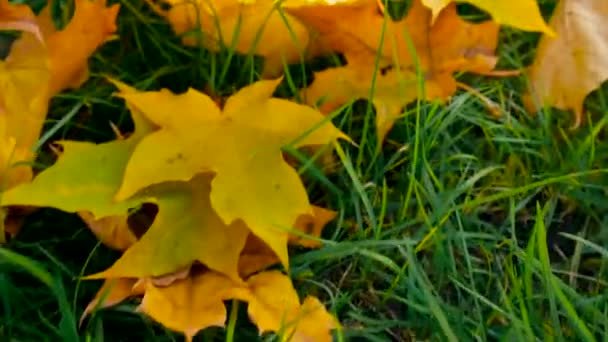 Dítě Chodí Podzim Žlutými Listy Selektivní Soustředění Nature — Stock video