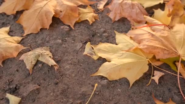 Uma Criança Caminha Outono Com Folhas Amarelas Foco Seletivo Natureza — Vídeo de Stock