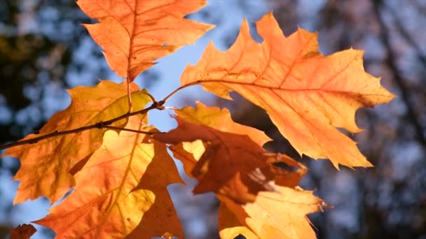 Árvore Outono Com Folhas Amarelas Foco Seletivo Natureza — Vídeo de Stock