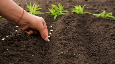 Bir kadın bahçeye tohum ekiyor. Seçici odaklanma. Doğa.