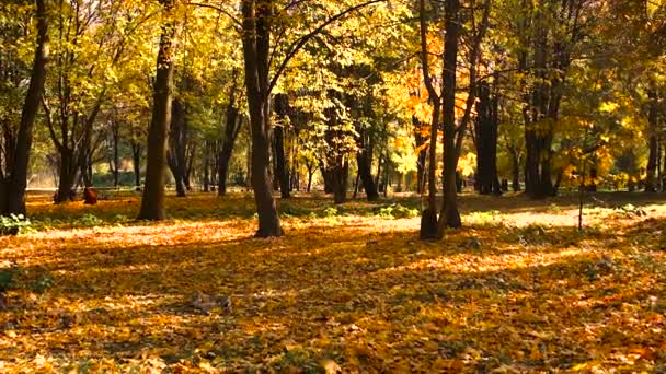 Arbre Automne Aux Feuilles Jaunes Concentration Sélective Nature — Video