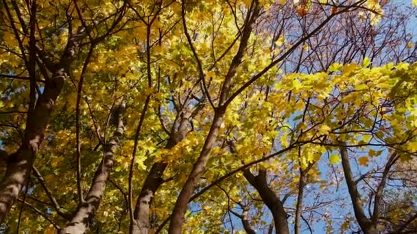 Arbre d'automne aux feuilles jaunes. Concentration sélective. Nature.
