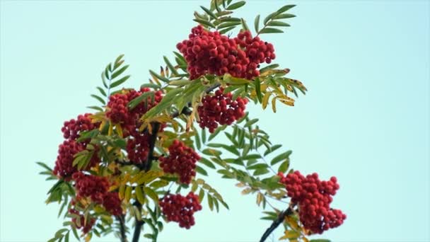 Рован Червоне Дереві Восени Вибіркове Фокусування Природа — стокове відео