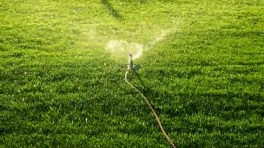 Otomatik çim sulama damlaları. Seçici odaklanma. Doğa.