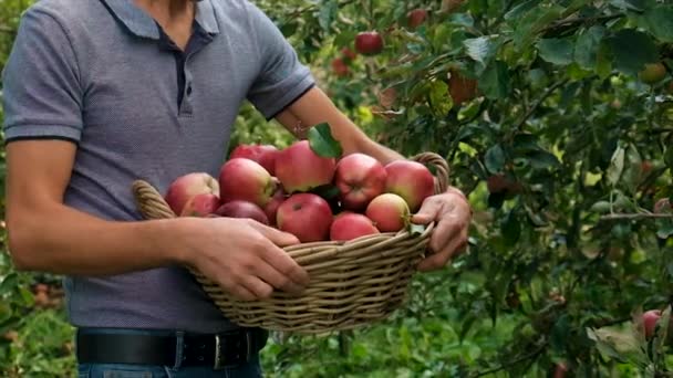 Male Farmer Harvests Apples Selective Focus Food — Stock Video