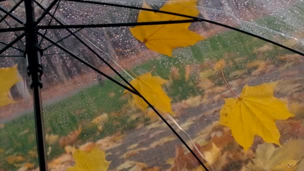 Guarda Chuva Molhado Com Folhas Outono Foco Seletivo Natureza — Vídeo de Stock